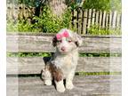 Aussiedoodle PUPPY FOR SALE ADN-783052 - Bell