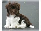 Havanese PUPPY FOR SALE ADN-783053 - AKC Champion Lines Females