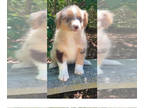 Australian Shepherd PUPPY FOR SALE ADN-783054 - Standard Australian Shepherd