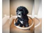 Aussiedoodle PUPPY FOR SALE ADN-783061 - Aussiedoodle girl