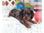 Chiweenie PUPPY FOR SALE ADN-783063 - Minx Silver Dapple LC Chiweenie Girl