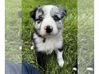 Border Collie PUPPY FOR SALE ADN-783070 - Border Collie Puppies