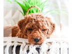 Goldendoodle (Miniature) PUPPY FOR SALE ADN-783071 - Goldendoodle Puppy