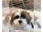 Maltese PUPPY FOR SALE ADN-783073 - Malshi puppies Maltese shih ray