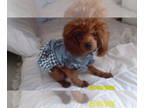 Poodle (Toy) PUPPY FOR SALE ADN-783082 - Poodle Red Purebred Female under 5lb
