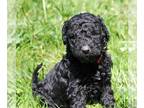 Poodle (Standard)-Saint Berdoodle Mix PUPPY FOR SALE ADN-783086 - Ares