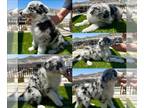 Border Collie PUPPY FOR SALE ADN-783095 - Beautiful border collie blue Merle