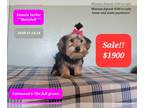 Yorkshire Terrier PUPPY FOR SALE ADN-783098 - Marybell