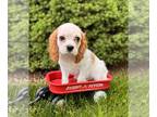 Cavalier King Charles Spaniel PUPPY FOR SALE ADN-783113 - Scout