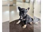 French Bulldog PUPPY FOR SALE ADN-783114 - French Bulldog Puppy 7 Weeks