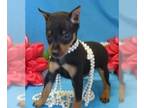 Miniature Pinscher PUPPY FOR SALE ADN-783117 - Min Pins available Vet References