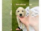 English Cream Golden Retriever PUPPY FOR SALE ADN-783119 - 3 English creme