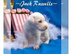 Jack Russell Terrier PUPPY FOR SALE ADN-783121 - FLASHY Jack Russell FLIGHT