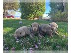 Labrador Retriever PUPPY FOR SALE ADN-783123 - AKC Silver Labradors