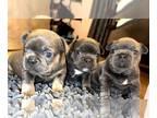 French Bulldog PUPPY FOR SALE ADN-783124 - Bulldogs franceses