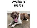 Adopt Dog Kennel #30 a Catahoula Leopard Dog, Mixed Breed