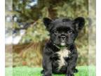 French Bulldog PUPPY FOR SALE ADN-783133 - BALOO FLUFFY FRENCH BULLDOG