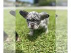 French Bulldog PUPPY FOR SALE ADN-783149 - Lilac Merle French Bulldog Female