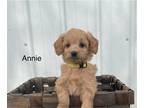 Goldendoodle (Miniature) PUPPY FOR SALE ADN-783156 - Annie Mini F1B Goldendoodle