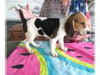 Beagle PUPPY FOR SALE ADN-783166 - Ruger Tri Color Beagle Boy