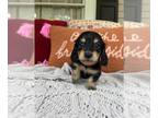 Dachshund PUPPY FOR SALE ADN-783169 - AKC orange girl