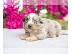 Australian Mountain Dog PUPPY FOR SALE ADN-783177 - Adorable Bernese Mountain