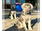 German Shepherd Dog PUPPY FOR SALE ADN-783178 - Silver and Black German Shepherd