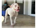 American Bulldog PUPPY FOR SALE ADN-783180 - American Bulldog Puppies for Sale