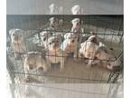 American Bulldog PUPPY FOR SALE ADN-783180 - American Bulldog Puppies for Sale