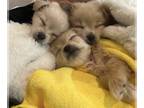 Pomeranian PUPPY FOR SALE ADN-783182 - Litter of 3 in San Jose