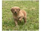 Golden Retriever PUPPY FOR SALE ADN-783183 - Golden Retriever