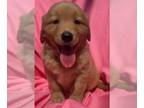Golden Retriever PUPPY FOR SALE ADN-783185 - Golden Retriever puppy