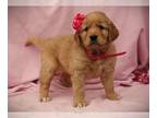 Golden Retriever PUPPY FOR SALE ADN-783191 - Addy AKC Golden Retriever Pup