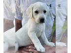 Labrador Retriever PUPPY FOR SALE ADN-783197 - AKC REDUCED Lab white RTG