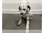 Dalmatian PUPPY FOR SALE ADN-783198 - Dalmatian Puppies