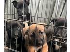 American Bulldog-German Shepherd Dog Mix PUPPY FOR SALE ADN-783200 - German