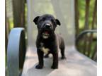 American Bulldog-German Shepherd Dog Mix PUPPY FOR SALE ADN-783200 - German