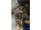 Adopt *Twix* a Domestic Long Hair