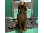 Adopt Lily a Redbone Coonhound, Mixed Breed