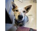Adopt Trixie a Cattle Dog