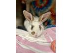 Adopt Baboon a Bunny Rabbit