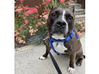 Adopt CoCoa a Staffordshire Bull Terrier, Mixed Breed