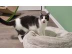 Adopt Feisty a Domestic Short Hair