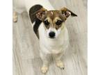 Adopt Mae a Jack Russell Terrier, Mixed Breed