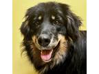 Adopt Maggie a Australian Shepherd