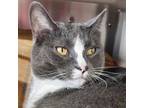 Adopt Boogie a Domestic Short Hair