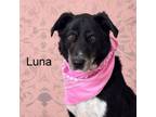 Adopt Luna a Mixed Breed