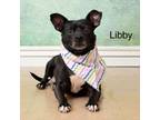 Adopt Libby a Boston Terrier