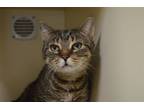 Adopt Samantha a Domestic Short Hair