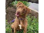 Adopt Lara prev Brooke JuM* a Weimaraner, Chocolate Labrador Retriever